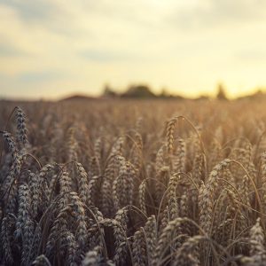 Grains