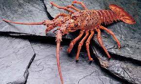Chilean lobsters
