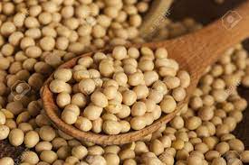 Transgenic Soybeans