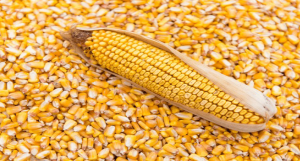 Yellow corn