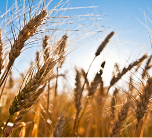 Wheat