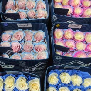 Roses from Ecuador