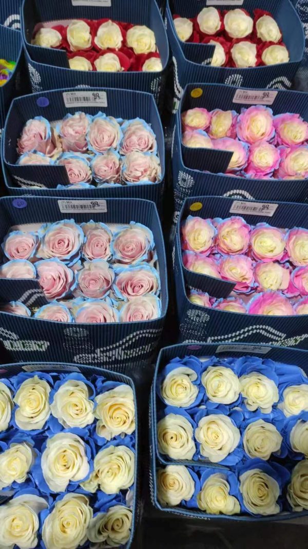 Roses from Ecuador