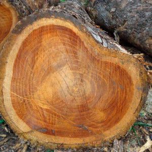 Wood/Lumber