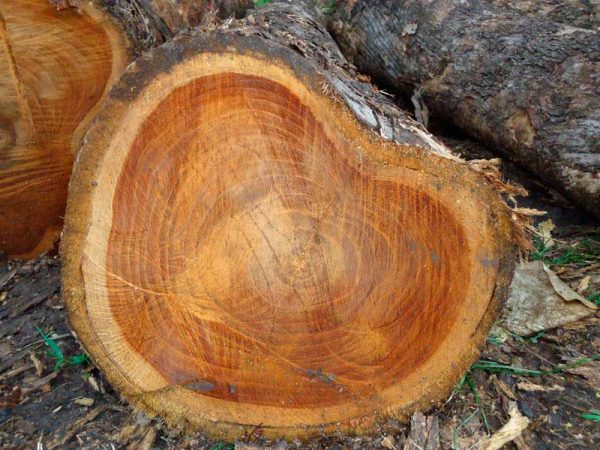 Wood/Lumber