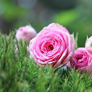 Roses